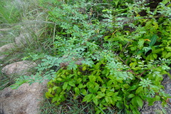 Indigofera tinctoria